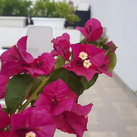 Torres Полиньяно-а-Маре